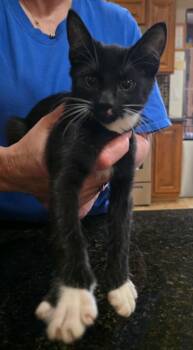 Dot -  Domestic Short Hair Cat for Adoption in Phoenix, Arizona - Dot | PetCurious