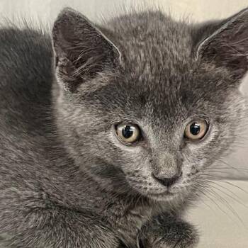 Lavender -  Domestic Short Hair Cat for Adoption in Baltimore, Maryland - Lavender | PetCurious