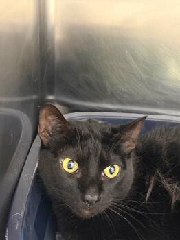Domestic Short Hair Cats Available for Adoption in Belton, Texas - Lucifer* | PetCurious