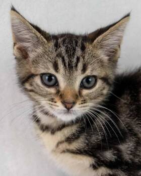 Russell -  Domestic Short Hair and Tabby Cat for Adoption in Kennesaw, Georgia - Russell | PetCurious