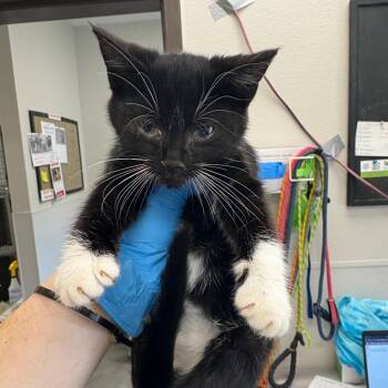 Domestic Short Hair Cats Available for Adoption in Columbiana, Alabama - Calabrian Chili | PetCurious