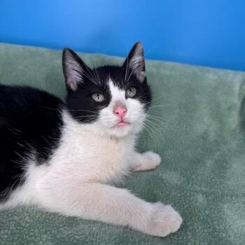 Domestic Short Hair Cats Available for Adoption - Ez Mart | PetCurious