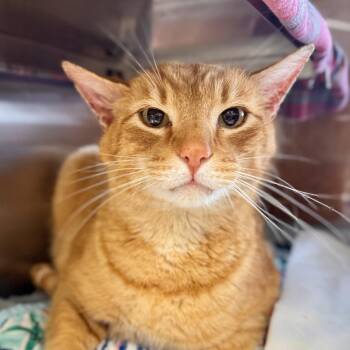 Domestic Short Hair Cats Available for Adoption - Mac N Cheese | PetCurious