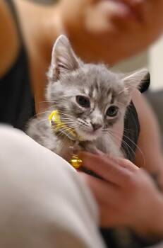 Lisa Turtle -  Domestic Short Hair Cat for Adoption in Pacifica, California - Lisa Turtle | PetCurious