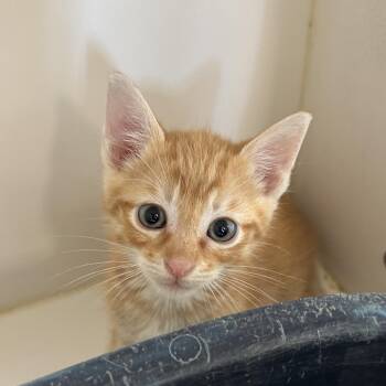 Domestic Medium Hair Cats Available for Adoption in Portland, Texas - Deni | PetCurious