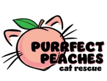 Domestic Short Hair Cats Available for Adoption in Douglasville, Georgia - Tabita Melon Drop | PetCurious
