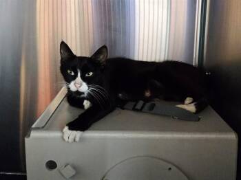 PENELOPE -  Domestic Short Hair Cat for Adoption in Martinez, California - PENELOPE | PetCurious