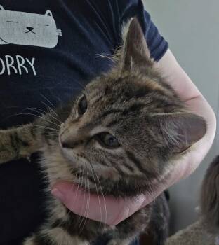 Billie the Kid -  Domestic Short Hair Cat for Adoption in Canal Winchester, Ohio - Billie The Kid | PetCurious