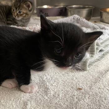 Peppermint -  Domestic Short Hair Cat for Adoption in Columbus, Georgia - Peppermint | PetCurious