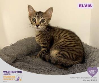 Elvis -  Domestic Short Hair Cat for Adoption in Eighty Four, Pennsylvania - Elvis | PetCurious