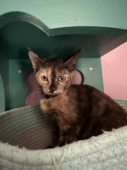 Rescue Domestic Short Hair Cats for Adoption in Jacksonville, Florida - Prissy =^.^= | PetCurious