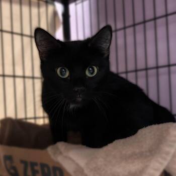 Harv -  Domestic Short Hair Cat for Adoption in Davenport, Iowa - Harv | PetCurious