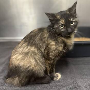 Domestic Medium Hair Cats Available for Adoption - Curacao | PetCurious