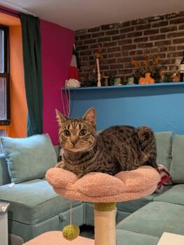 Rescue Domestic Short Hair Cats for Adoption in New York, New York - Papi Chulo | PetCurious