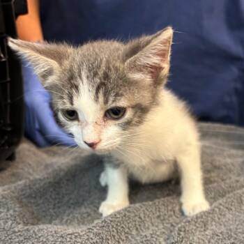 Taffy -  Domestic Short Hair Cat for Adoption in Los Angeles, California - Taffy | PetCurious
