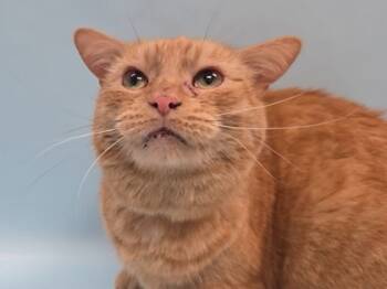 Rescue Domestic Short Hair Cats for Adoption in Woodbury, Minnesota - Twin | PetCurious