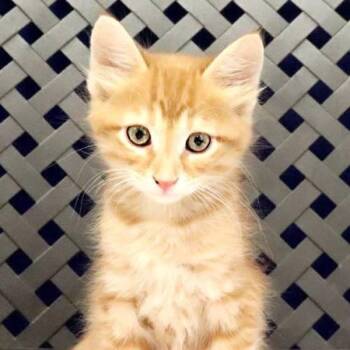 Ralph -  Domestic Short Hair Cat for Adoption in Midland, Texas - Ralph | PetCurious