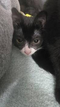 Sesame (yellow collar) -  Domestic Short Hair Cat for Adoption in Schenectady, New York - Sesame (yellow Collar) | PetCurious