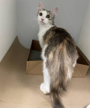 MAGGIE -  Domestic Short Hair Cat for Adoption in Palmetto, Florida - MAGGIE | PetCurious