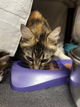 Maman -  Domestic Short Hair Cat for Adoption in Montreal, Quebec - Maman | PetCurious
