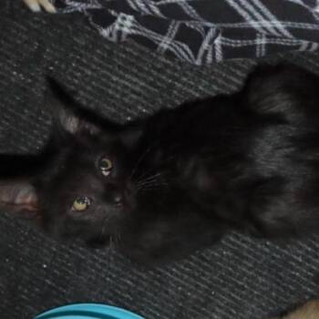 Rescue Domestic Short Hair Cats for Adoption in Lake Orion, Michigan - Zinc | PetCurious