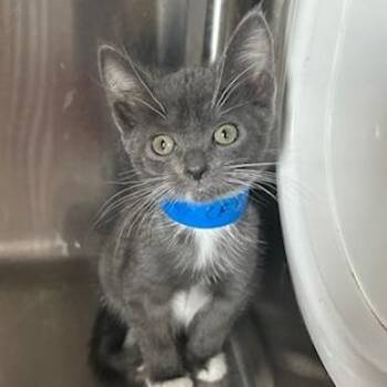 Domestic Short Hair Cats Available for Adoption in Knoxville, Tennessee - Wednesday | PetCurious
