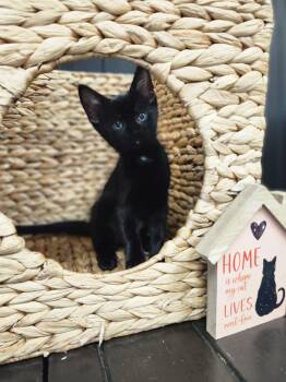 Domestic Short Hair Cats Available for Adoption in Sunrise, Florida - Bond | PetCurious
