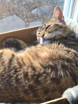 Rescue Domestic Short Hair and Egyptian Mau Cats for Adoption in Brampton, Ontario - Nami & Kaidau | PetCurious