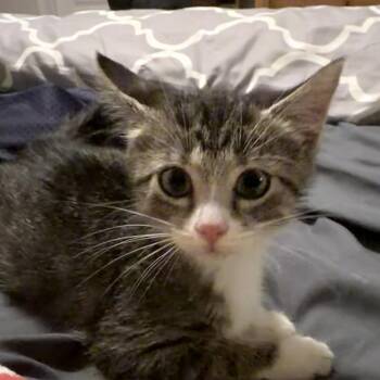 Marmalade 2 -  Domestic Short Hair Cat for Adoption in Cumming, Georgia - Marmalade 2 | PetCurious