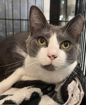 Douglas -  Domestic Short Hair Cat for Adoption in Johnston, Rhode Island - Douglas | PetCurious