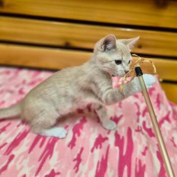 Comet -  Domestic Short Hair and Mixed Breed Cat for Adoption in Woodstock, Illinois - Comet | PetCurious