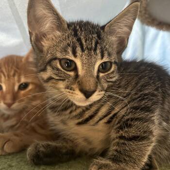 Shimoda -  Domestic Short Hair Cat for Adoption in Bedford, New Hampshire - Shimoda | PetCurious