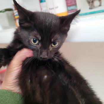 Dex  8 -  Domestic Long Hair Cat for Adoption in Belfair, Washington - Dex  8 | PetCurious
