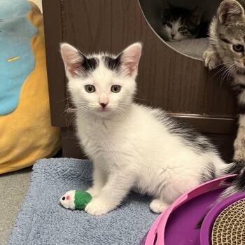 Josh -  Domestic Short Hair Cat for Adoption in West Palm Beach, Florida - Josh | PetCurious
