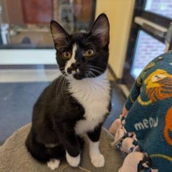 Tuxy -  Domestic Short Hair Cat for Adoption in Rochester, Minnesota - Tuxy | PetCurious