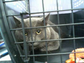 GUNI -  Domestic Short Hair Cat for Adoption in Charlotte, North Carolina - GUNI | PetCurious