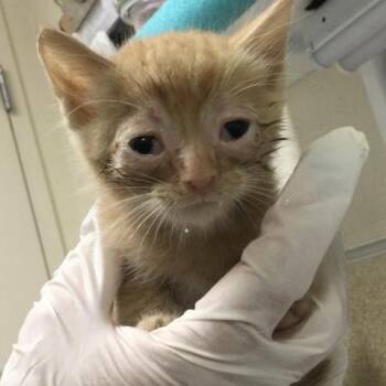 JANUARY -  Domestic Short Hair Cat for Adoption in Riverside, California - JANUARY | PetCurious