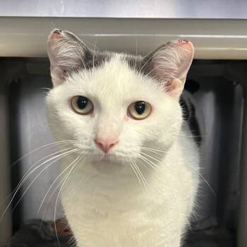 Domestic Short Hair Cats Available for Adoption - Shiver | PetCurious