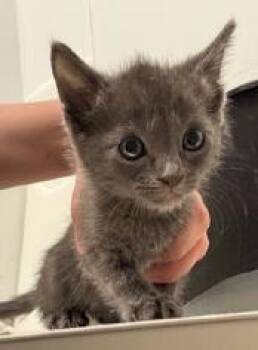 Orson -  Domestic Short Hair Cat for Adoption in Kansas City, Missouri - Orson | PetCurious