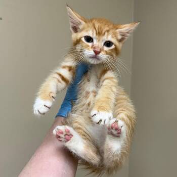 Jedi -  Domestic Short Hair Cat for Adoption in Birmingham, Alabama - Jedi | PetCurious
