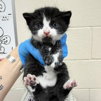 Go -  Domestic Short Hair Cat for Adoption in Reno, Nevada - Go | PetCurious