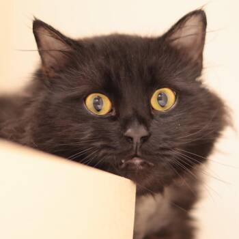 Toast *Ringworm* -  Domestic Medium Hair Cat for Adoption in Philadelphia, Pennsylvania - Toast *Ringworm* | PetCurious