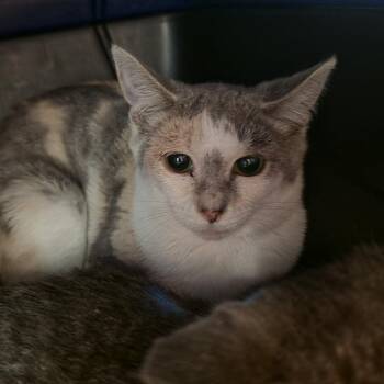Eleanor -  Domestic Short Hair Cat for Adoption in Kennebunk, Maine - Eleanor | PetCurious