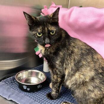 Pepper -  Domestic Short Hair Cat for Adoption in Philadelphia, Pennsylvania - Pepper | PetCurious