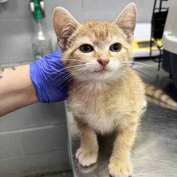 Domestic Short Hair Cats Available for Adoption in Summerville, South Carolina - Legolas | PetCurious