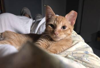 Jasper -  Domestic Short Hair Cat for Adoption in Richmond, Virginia - Jasper | PetCurious