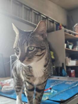 Rescue Domestic Short Hair Cats for Adoption in West Lawn, Pennsylvania - Zeke | PetCurious