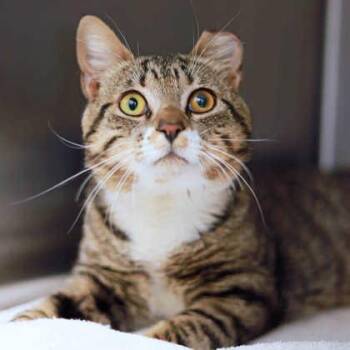 Domestic Short Hair Cats Available for Adoption in Atlanta, Georgia - Gavin | PetCurious