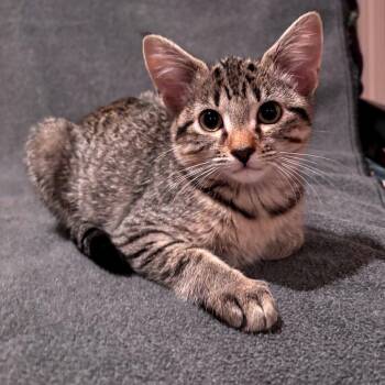 Bunny -  Domestic Short Hair Cat for Adoption in Hopkinton, Massachusetts - Bunny | PetCurious