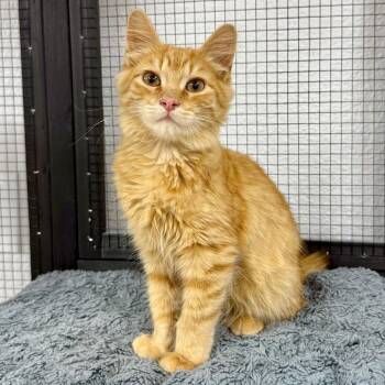 Marmalade -  Domestic Short Hair Cat for Adoption in Pleasant Hill, California - Marmalade | PetCurious